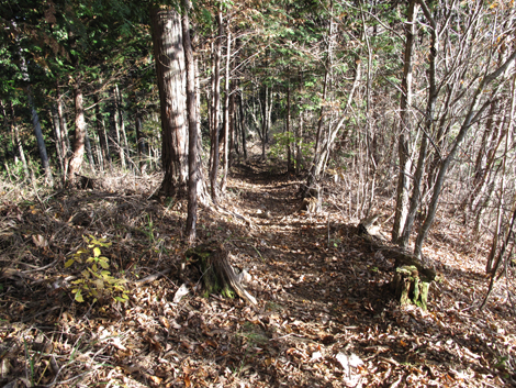 20181115hike (244)